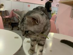 -三花喵·撸猫购宠·宠物生活馆(虹桥南丰城店)