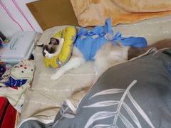 -北京恒爱动物医院(清景园分院)