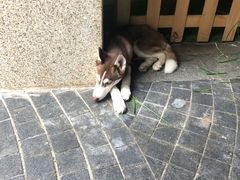 -鲁西肥牛(九方购物中心店)