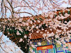 -桃花堤公园