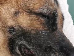 -欧奕国际动物医院