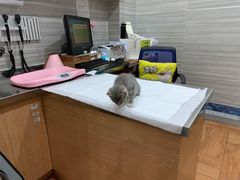 -瑞派名望志远动物医院·猫科·內科·异宠专科(直港大道店)