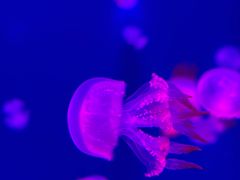 -成都浩海立方海洋公园