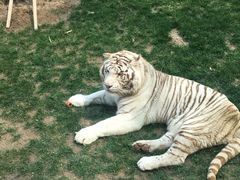 -北京野生动物园