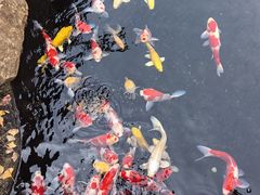 -紫荆广场·花漫里