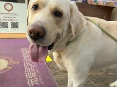 -宠爱国际动物医院·消化内科·心肾内科·ISFM猫友好(望京店)