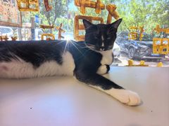 -平行世界·猫咖(首经贸店)