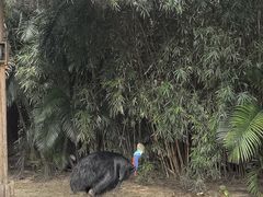 -广州长隆飞鸟乐园