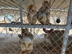 -西霞口神雕山野生动物世界