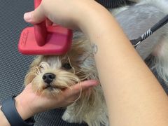 -帕帕拉兹宠物(亚洲旗舰店)