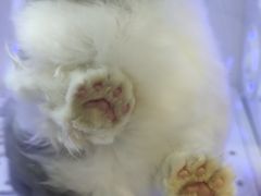 -喵zoo家庭繁育猫舍(尖东智能花园店)