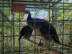 -瑞丽独树成林风景区