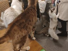 -猫色咖啡·猫咖