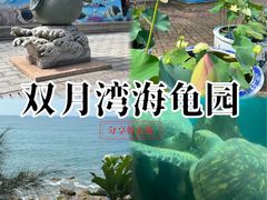 -广东惠东海龟国家级自然保护区