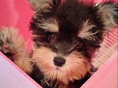 -翊宠yipet猫狗购宠庄园犬舍•猫舍