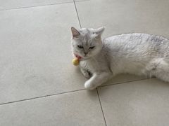 -怪兽屋·羊驼·猫咖·狗咖(俊华广场店)