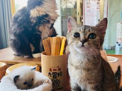 -楼上猫咖(罗湖店)