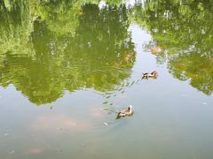 -西湖外事游船(花港观鱼码头)