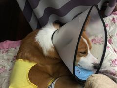 -艾贝尔宠物诊疗