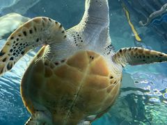 -上海海洋水族馆