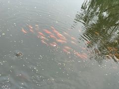 -西湖外事游船(花港观鱼码头)