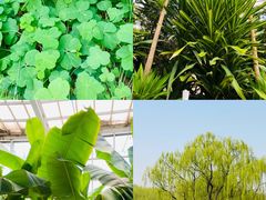 -石家庄市植物园