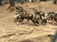 -大连森林动物园