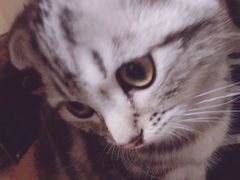 -宠福鑫康馨动物医院·骨科·眼科