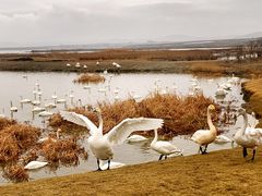 -烟墩角天鹅湖