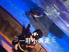 -萌宠奇缘
