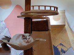 -滚猫咖啡·猫咖·猫友好撸猫(未来城店)