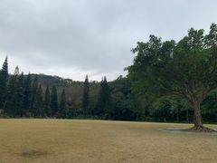 -深圳仙湖植物园