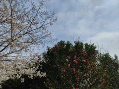 -苏州上方山国家森林公园