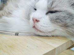 -有喵·猫咖·狗咖·30几只猫10只小狗(岗厦店)