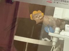 -艾贝尔宠物医院·24H转诊中心·肿瘤猫专科(江宁双龙店)