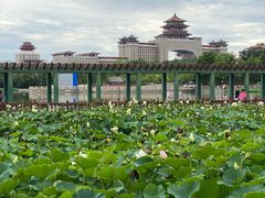 -莲花池公园