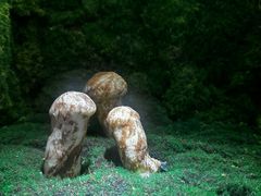 -芸山季·云南山珍菌火锅(宝能环球汇店)