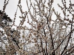 -桃花堤公园