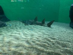 -上海海洋水族馆