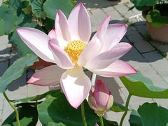 -莲花池公园