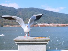 -海埂大坝