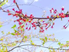 -古柏渡丰乐樱花园