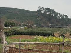 -龙坞茶村
