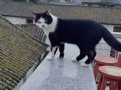 -喵屿·大理花园猫咖