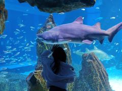 -海合安成都极地海洋公园