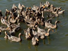 -野鸭湖国家湿地公园