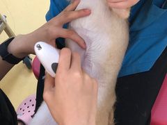 -芭比堂动物医院·犬猫全科·异宠专科(雁塔分院)