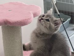 -安安宠医宠物医院·异宠·犬猫内科(岳阳分院)