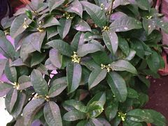 -花鸟鱼虫鲜花绿植市场(玉泉路店)