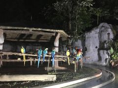 -清迈夜间动物园